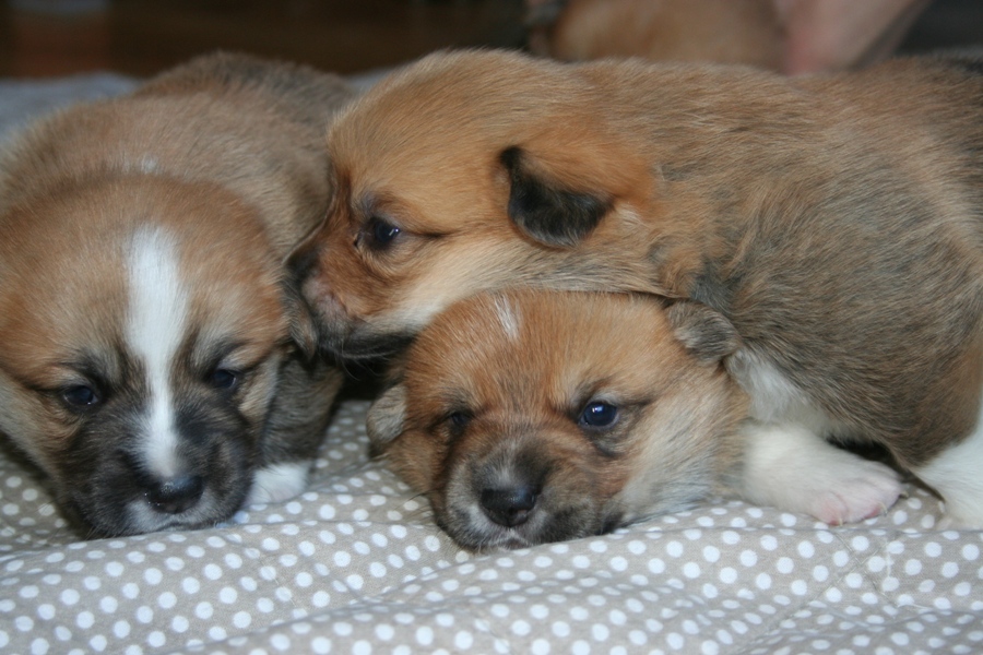 Puppies
